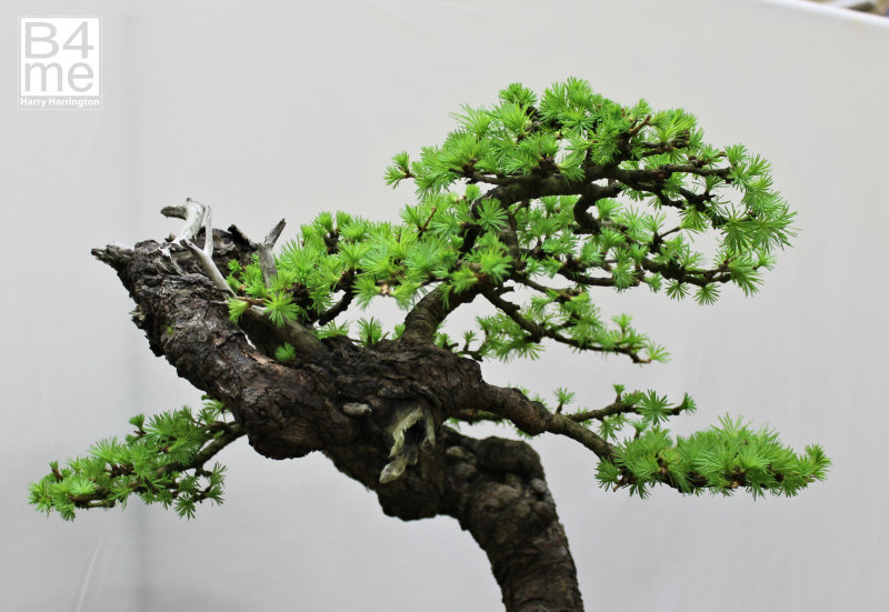 Larix Larch bonsai